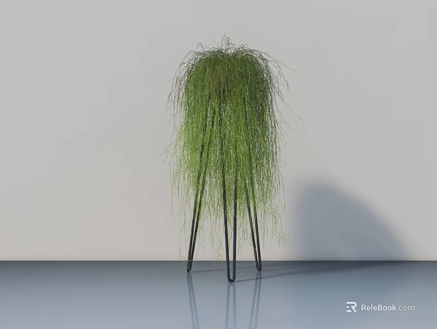 Bonsai Potted Plant with Weeping Long Slender Foliage on Black Tripod Stand Against Light Colored Wall and Smooth Floor 3d model 