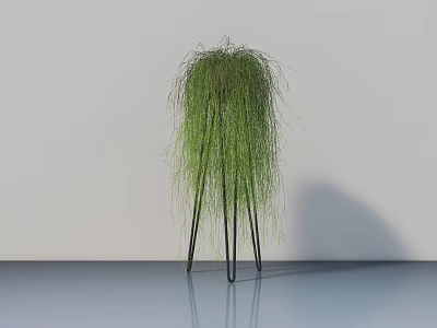 Bonsai Potted Plant with Weeping Long Slender Foliage on Black Tripod Stand Against Light Colored Wall and Smooth Floor 3d model