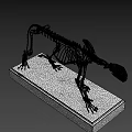 Detailed Feline Skeleton With Complete Bone Structure On Black Display Base