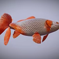 Vibrant Aquatic Animal With Silver Body Orange Fins Tail And Red Eyes