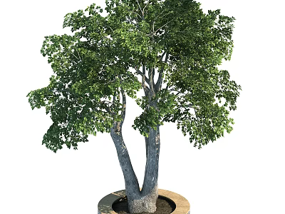 Vibrant Arbor Tree With Thick Trunk And Lush Green Foliage In Planter 3d model