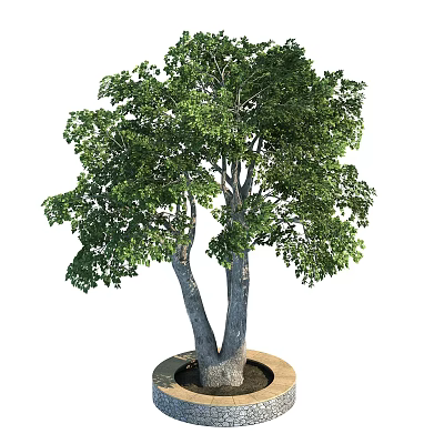 Vibrant Arbor Tree With Thick Trunk And Lush Green Foliage In Planter 3d model