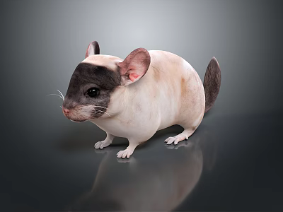 Cute Chinchilla Game Movie Character With Black Head White Light Brown Fur Big Ears Tail 3d model