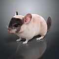 Mouse Wizard Mouse Warlock Cartoon Mouse Animation Mouse Animation Mouse Cartoon Character Cartoon Animal 3d model