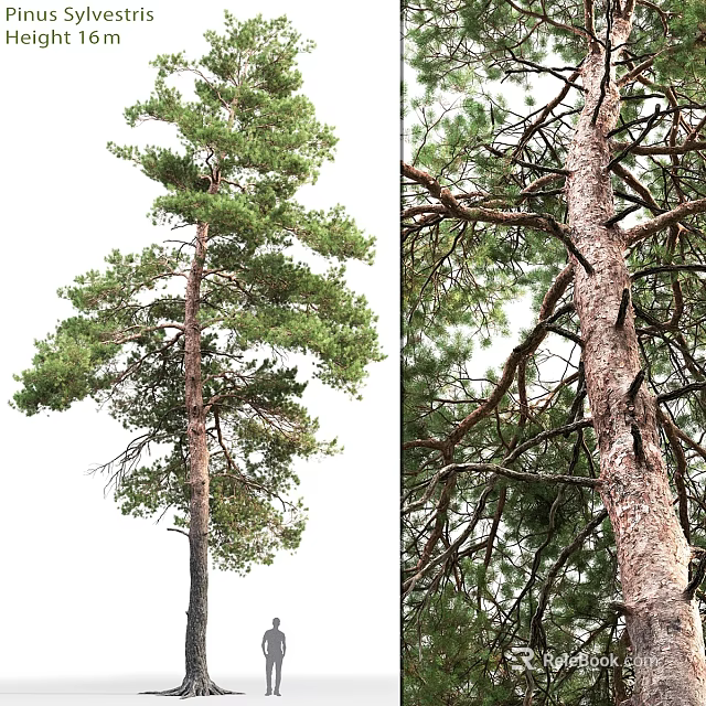 Pine Tree Themed Decorative Ornaments Combination For Home Interior Design 3d model 