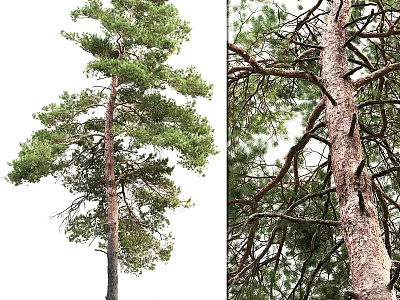 Pine Tree Themed Decorative Ornaments Combination For Home Interior Design 3d model