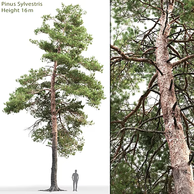 Pine Tree Themed Decorative Ornaments Combination For Home Interior Design 3d model