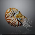 Nautilus Marine Animal With Spiral Striped Orange And White Shell And Tentacles