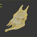 White Horned Animal Skull Bone Organ And Fur Associated Mammal Features