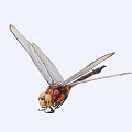 Detailed Close Up View Of Orange And Black Dragonfly With Transparent Wings