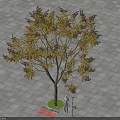 Koelreuteria Paniculata Tree with Yellow Green Brown Leaves Person Standing Under Square Paved Ground