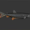 Speckled Dark Green Fish With Orange Fins And Tail On Gray Background