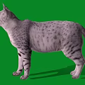 Silver Tabby Cat With Striped Fur Standing On Green Background Side View