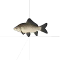 Single Aquatic Fish Swimming Underwater With Black Background And Smooth Scales