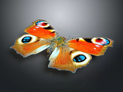 Butterfly With Orange Blue Black And White Spotted Wings On Dark Background 3d model