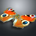 Butterfly With Orange Blue Black And White Spotted Wings On Dark Background