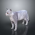 Gray Spotted Cat Standing On Reflective Surface With Silver Fur And Dark Background 3d model