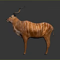 Brown Antelope With White Stripes And Curved Horns On Gray Background