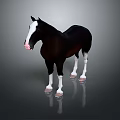 Black And White Horse Standing With White Face Legs And Reflection On Gray Background