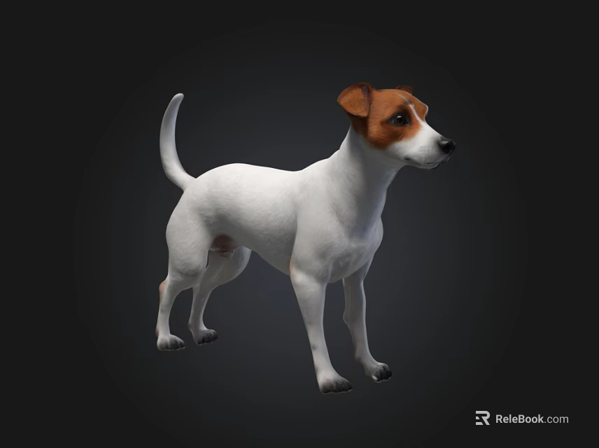 White And Brown Jack Russell Terrier Dog Standing Isolated On Dark Background 3d model 
