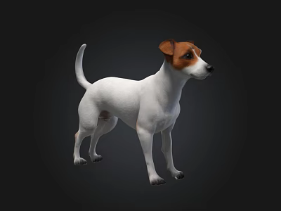 White And Brown Jack Russell Terrier Dog Standing Isolated On Dark Background 3d model