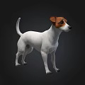 White And Brown Jack Russell Terrier Dog Standing Isolated On Dark Background