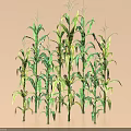 Green Corn Plants with Tall Stalks and Lush Leaves in Growth Stage