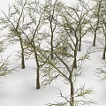 Wooden Tree Trunks With Bare Branches Neatly Arranged Against White Background