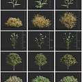 Arbor 3D Models With Various Forms White Flowers Different Leaf Colors And Diverse Heights 3d model