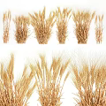 Ripe Golden Wheat Crop in Agricultural Field With Healthy Ears and Stalks