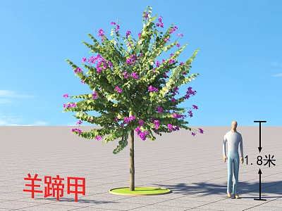 Bauhinia Tree With Green Leaves And Purple Flowers Standing 11.8 Meters Tall On Paved Ground 3d model