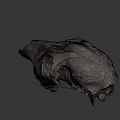 Detailed Animal Skull With Natural Texture And Anatomical Features On Dark Background