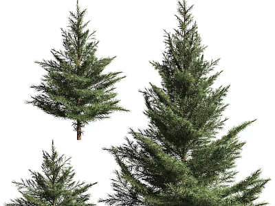 Evergreen Arbor Display Featuring Various Sizes And Lush Green Foliage 3d model