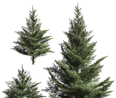 Evergreen Arbor Display Featuring Various Sizes And Lush Green Foliage 3d model