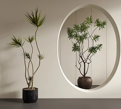 Indoor Bonsai Potted Plants With Slender Leaves And Lush Foliage In Modern Decor Mirror Reflection 3d model