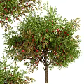 Various Types Of Fruit Bearing Trees With Red Fruits And Green Leaves