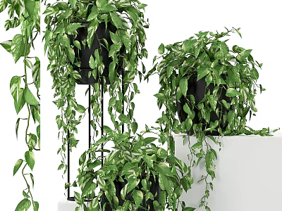 Decorative Hanging Plant Arrangement With Green Leaves Black Pots White Base And Metal Stands 3d model