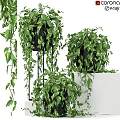 Decorative Hanging Plant Arrangement With Green Leaves Black Pots White Base And Metal Stands