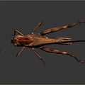 grasshopper insect cartoon locust animation locust anime locust anime game character 3d model