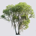 Tall Arbor With Lush Green Leaves Hanging Moss Thick Trunk And Human Figure