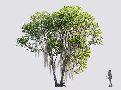 Tall Arbor With Lush Green Leaves Hanging Moss Thick Trunk And Human Figure 3d model