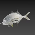 Silver Colored Marine Fish Featuring Yellow Tail And Fins In High Definition Close Up