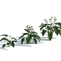 Three Blooming White Calla Lilies With Fresh Green Leaves On Light Blue Background