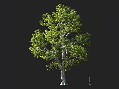 Tall Arbor With Lush Green Foliage And Human Silhouette For Scale 3d model
