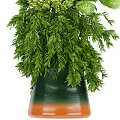 Bonsai Potted Plant With Lush Green Foliage And Various Leaf Shapes