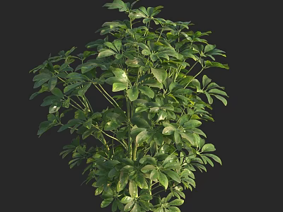 Vibrant Green Shrub With Lush Foliage For Garden Landscaping Design 3d model