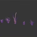 Dried Grass Plants Five Natural Specimens Displayed on White Background