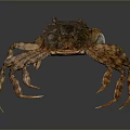 Detailed Brown Aquatic Crab With Textured Shell And Long Legs On Smooth Surface