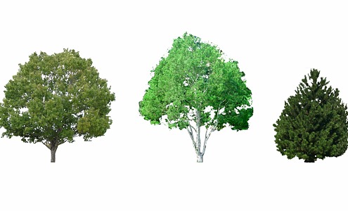 2d white pine 3d model