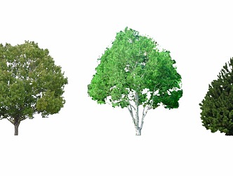 2d white pine 3d model